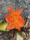 Haemanthus Coccineus, organically grown succulent plants for sale at TOMs FLOWer CLUB.