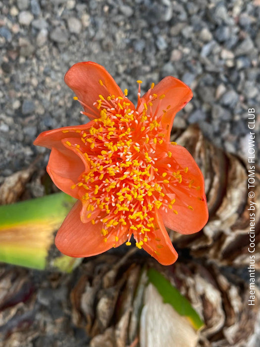 Haemanthus Coccineus, organically grown succulent plants for sale at TOMs FLOWer CLUB.