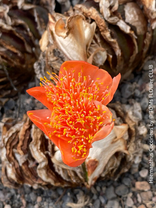 Haemanthus Coccineus, organically grown succulent plants for sale at TOMs FLOWer CLUB.