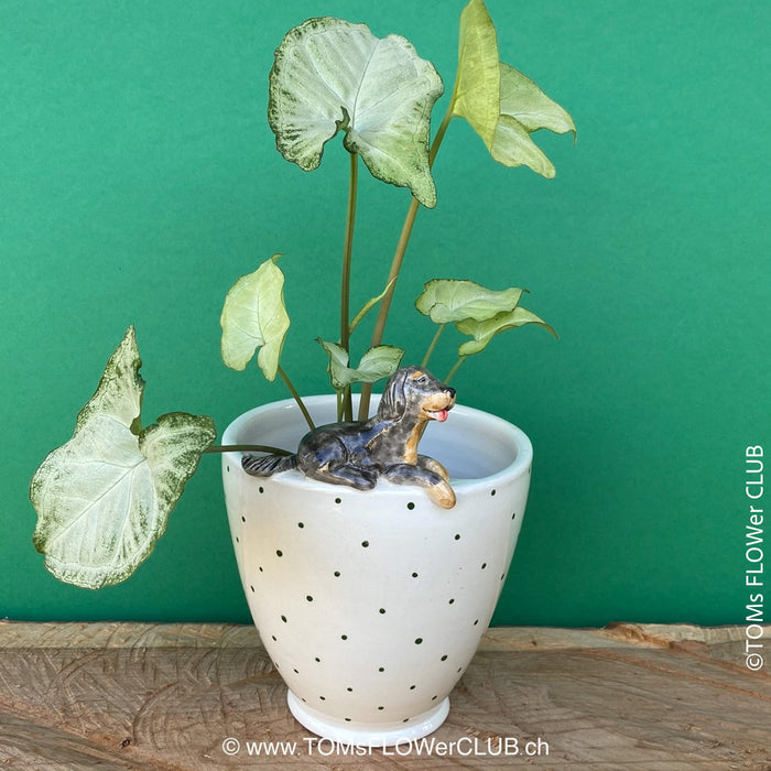 White, hand made, unique, ceramic plant pot with green dots without drain hole with Gordon Setter dog on the pot top directly from the artist's work shop, offered for sale by TOMs FLOWer CLUB.