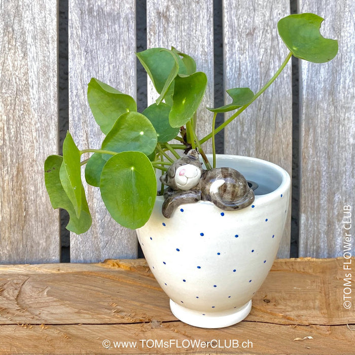 White, hand made, unique, ceramic plant pot with blue dots without drain hole with one sleeping black cat on the pot top directly from the artist's work shop, offered for sale by TOMs FLOWer CLUB.