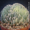 Haworthia Capillaris succulent plant with beautifully textured leaves cultivated at TOMs FLOWer CLUB in Zurich, Switzerland.