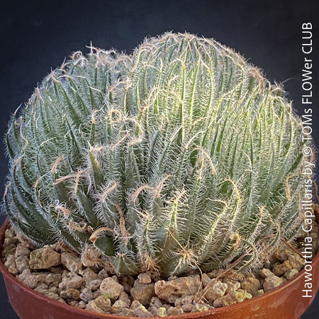 Haworthia Capillaris succulent plant with beautifully textured leaves cultivated at TOMs FLOWer CLUB in Zurich, Switzerland.