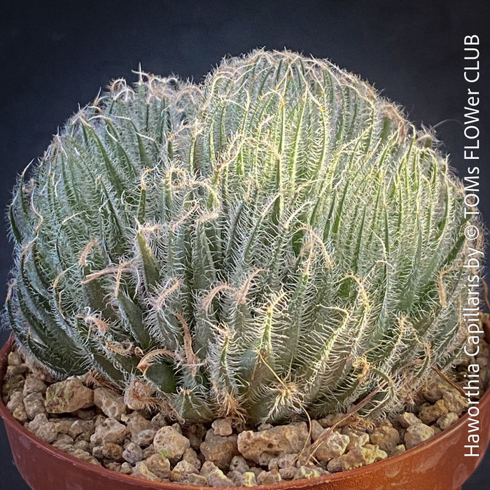 Haworthia Capillaris succulent plant with beautifully textured leaves cultivated at TOMs FLOWer CLUB in Zurich, Switzerland.