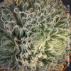 Haworthia Capillaris succulent plant with beautifully textured leaves cultivated at TOMs FLOWer CLUB in Zurich, Switzerland.