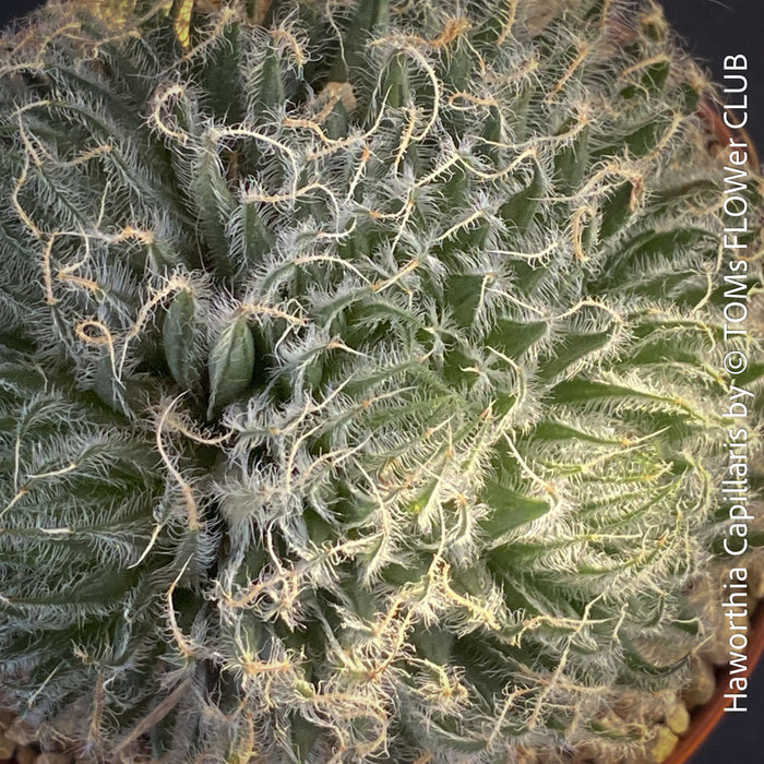 Haworthia Capillaris succulent plant with beautifully textured leaves cultivated at TOMs FLOWer CLUB in Zurich, Switzerland.
