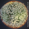 Detail of Haworthia Capillaris succulent plant with beautifully textured leaves cultivated at TOMs FLOWer CLUB in Zurich, Switzerland.