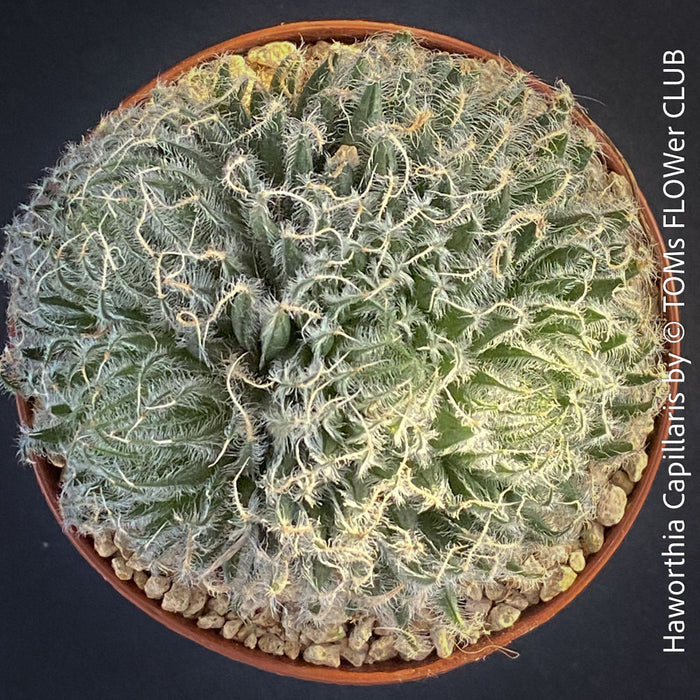 Detail of Haworthia Capillaris succulent plant with beautifully textured leaves cultivated at TOMs FLOWer CLUB in Zurich, Switzerland.