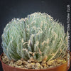 Haworthia Capillaris succulent plant with beautifully textured leaves cultivated at TOMs FLOWer CLUB in Zurich, Switzerland.