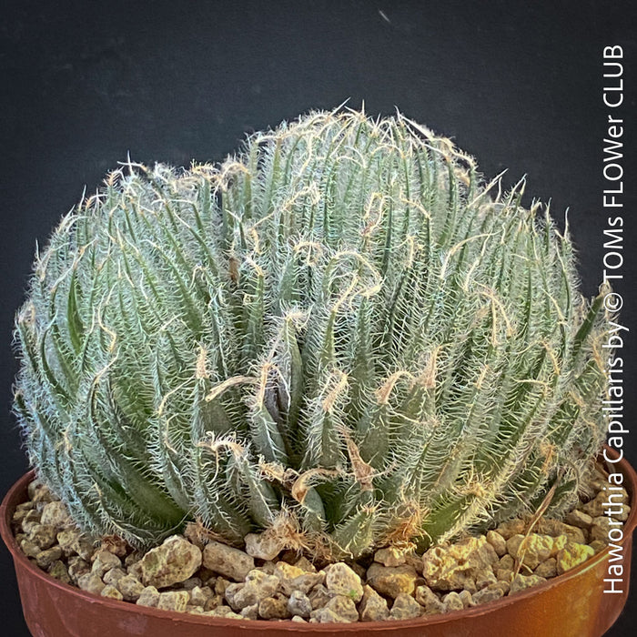 Haworthia Capillaris succulent plant with beautifully textured leaves cultivated at TOMs FLOWer CLUB in Zurich, Switzerland.