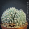 Haworthia Capillaris succulent plant with beautifully textured leaves cultivated at TOMs FLOWer CLUB in Zurich, Switzerland.