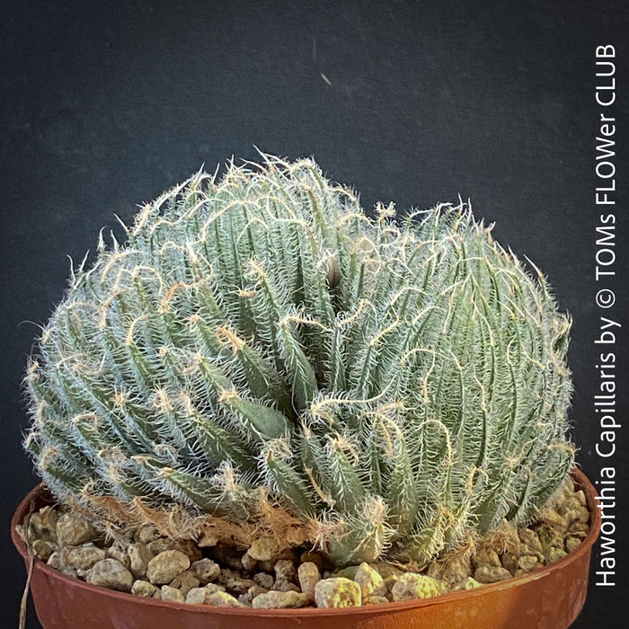 Haworthia Capillaris succulent plant with beautifully textured leaves cultivated at TOMs FLOWer CLUB in Zurich, Switzerland.