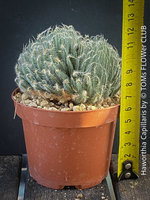 Haworthia Capillaris succulent plant with beautifully textured leaves cultivated at TOMs FLOWer CLUB in Zurich, Switzerland.