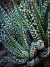 Haworthia Fasciata Alba, plant family, organically grown low maintenance succulent plants for sale at TOMs FLOWer CLUB.