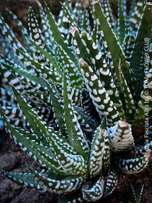 Haworthia Fasciata Alba, plant family, organically grown low maintenance succulent plants for sale at TOMs FLOWer CLUB.