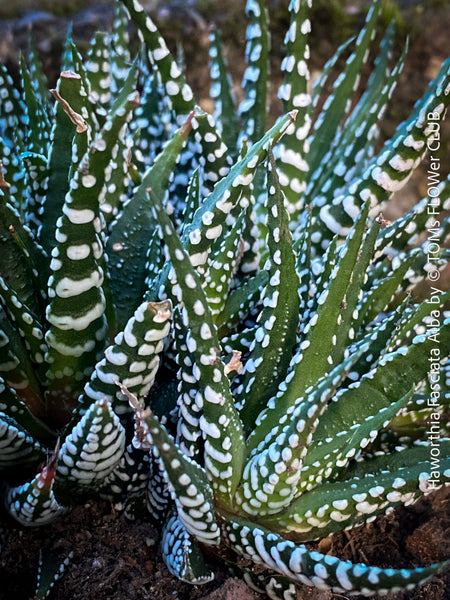 Haworthia Fasciata Alba, plant family, organically grown low maintenance succulent plants for sale at TOMs FLOWer CLUB.