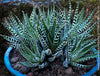 Haworthia Fasciata Alba, plant family, organically grown low maintenance succulent plants for sale at TOMs FLOWer CLUB.