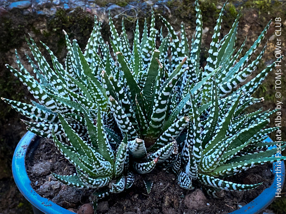Haworthia Fasciata Alba, plant family, organically grown low maintenance succulent plants for sale at TOMs FLOWer CLUB.
