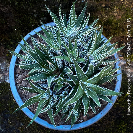 Haworthia Fasciata Alba, plant family, organically grown low maintenance succulent plants for sale at TOMs FLOWer CLUB.