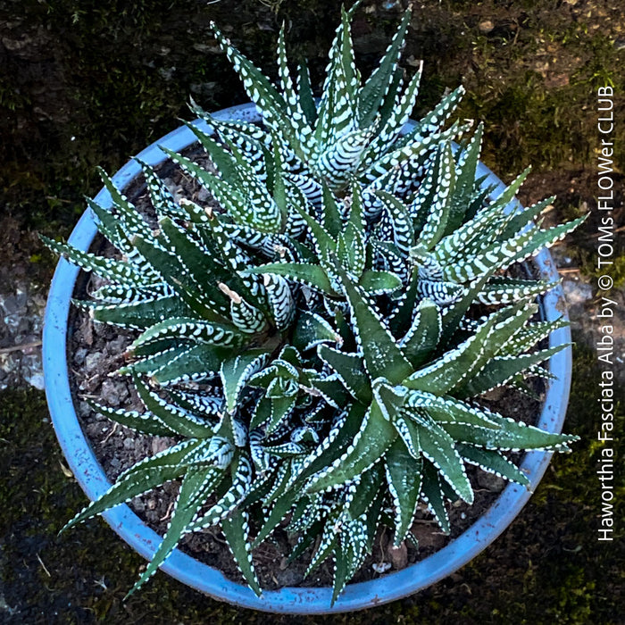 Haworthia Kikuhigasa, plant family, organically grown low maintenance succulent plants for sale at TOMs FLOWer CLUB.