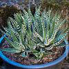Haworthia Fasciata Alba, plant family, organically grown low maintenance succulent plants for sale at TOMs FLOWer CLUB.