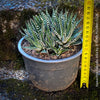Haworthia Fasciata Alba, plant family, organically grown low maintenance succulent plants for sale at TOMs FLOWer CLUB.
