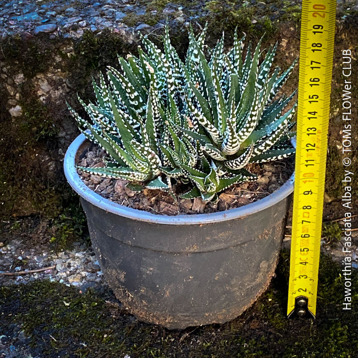 Haworthia Fasciata Alba, plant family, organically grown low maintenance succulent plants for sale at TOMs FLOWer CLUB.