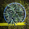 Haworthia Fasciata Alba, plant family, organically grown low maintenance succulent plants for sale at TOMs FLOWer CLUB.