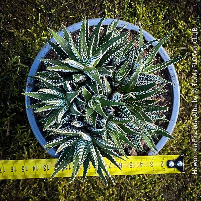 Haworthia Fasciata Alba, plant family, organically grown low maintenance succulent plants for sale at TOMs FLOWer CLUB.