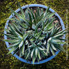 Haworthia Fasciata Alba, plant family, organically grown low maintenance succulent plants for sale at TOMs FLOWer CLUB.
