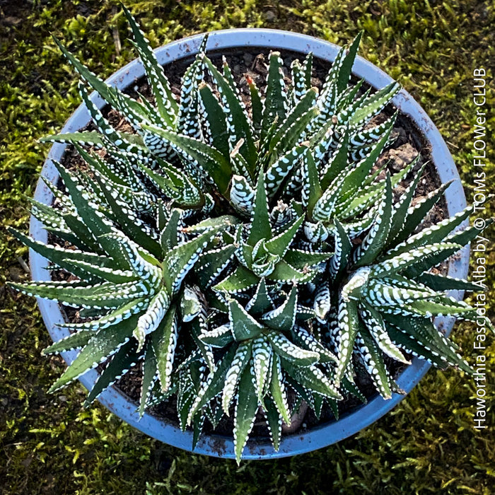 Haworthia Fasciata Alba, plant family, organically grown low maintenance succulent plants for sale at TOMs FLOWer CLUB.