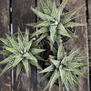Haworthia Fasciata Alba, plant family, organically grown low maintenance succulent plants for sale at TOMs FLOWer CLUB.