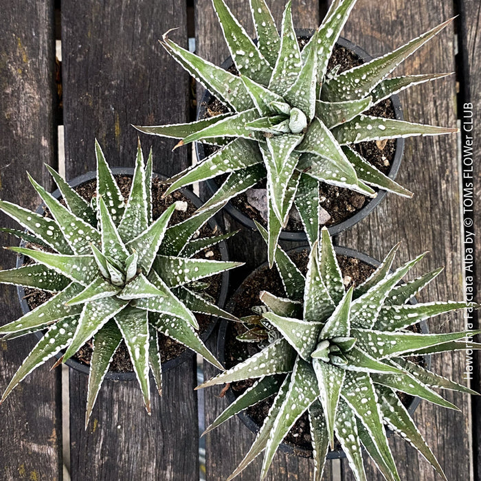 Haworthia Fasciata Alba, plant family, organically grown low maintenance succulent plants for sale at TOMs FLOWer CLUB.