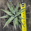 Haworthia Fasciata Alba, plant family, organically grown low maintenance succulent plants for sale at TOMs FLOWer CLUB.