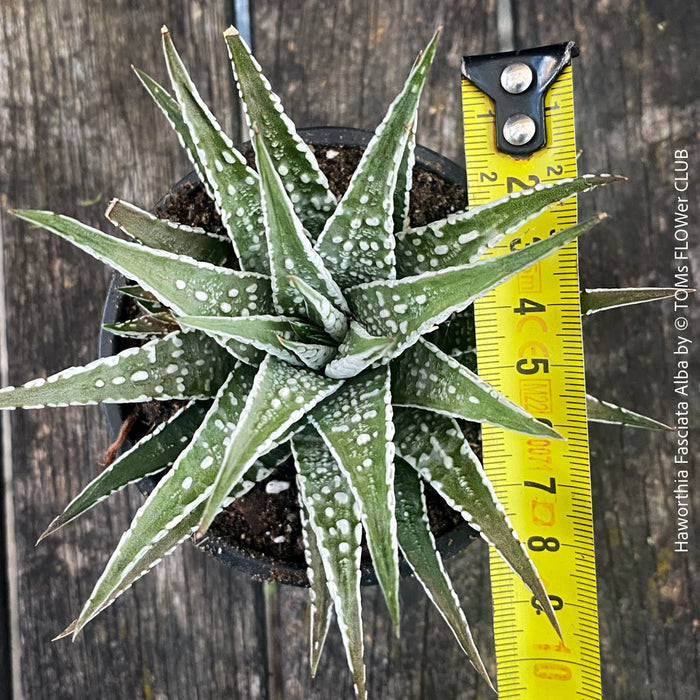Haworthia Fasciata Alba, plant family, organically grown low maintenance succulent plants for sale at TOMs FLOWer CLUB.