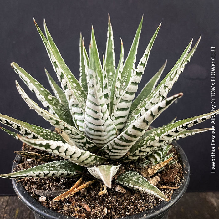 Haworthia Fasciata Alba, plant family, organically grown low maintenance succulent plants for sale at TOMs FLOWer CLUB.