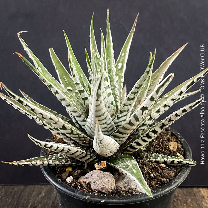 Haworthia Fasciata Alba