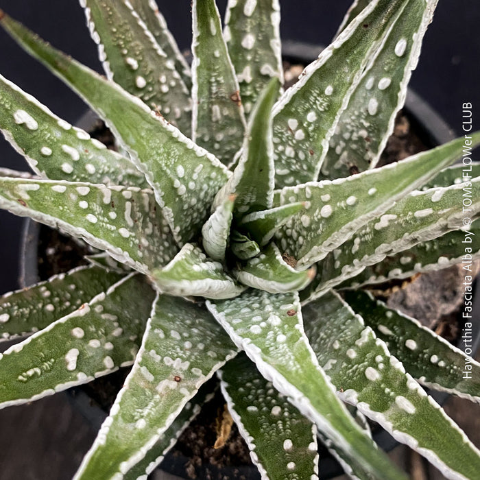 Haworthia Fasciata Alba