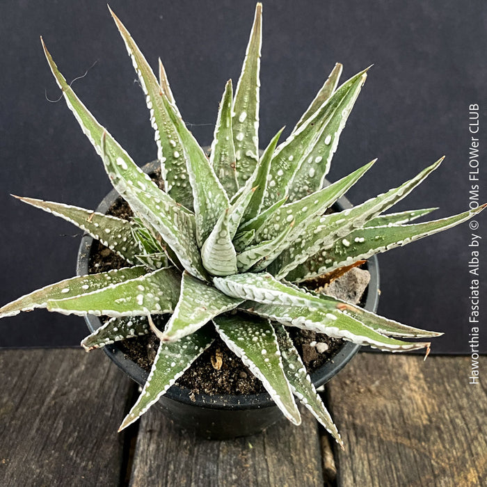 Haworthia Fasciata Alba