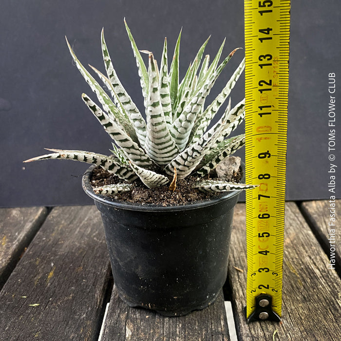 Haworthia Fasciata Alba