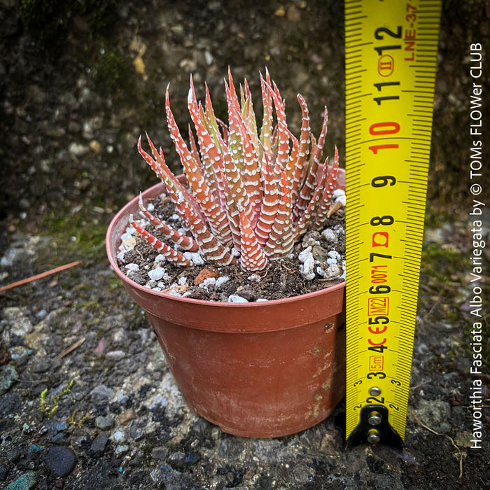 Haworthia Fasciata Albo Variegata, organically grown succulent plants for sale at TOMs FLOWer CLUB.