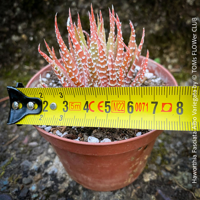 Haworthia Fasciata Albo Variegata, organically grown succulent plants for sale at TOMs FLOWer CLUB.