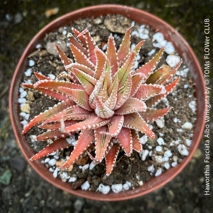 Haworthia Fasciata Albo Variegata, organically grown succulent plants for sale at TOMs FLOWer CLUB.