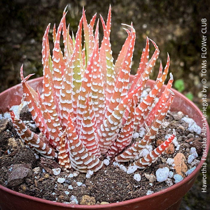 Haworthia Fasciata Albo Variegata, organically grown succulent plants for sale at TOMs FLOWer CLUB.