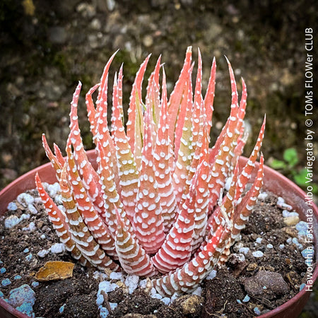 Haworthia Fasciata Albo Variegata, organically grown succulent plants for sale at TOMs FLOWer CLUB.