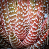 Haworthia Fasciata Albo Variegata, organically grown succulent plants for sale at TOMs FLOWer CLUB.