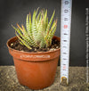 Haworthia Fasciata Albo Variegata, organically grown succulent plants for sale at TOMs FLOWer CLUB.