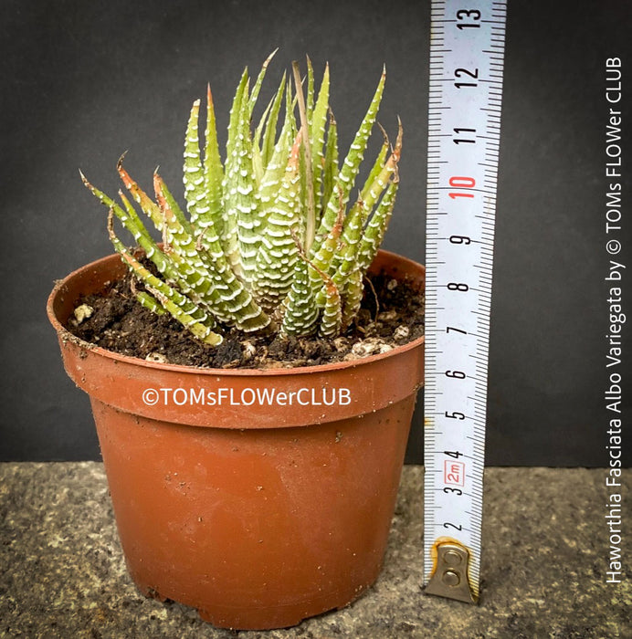 Haworthia Fasciata Albo Variegata, organically grown succulent plants for sale at TOMs FLOWer CLUB.