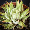 Haworthia Fasciata Albo Variegata, organically grown succulent plants for sale at TOMs FLOWer CLUB.