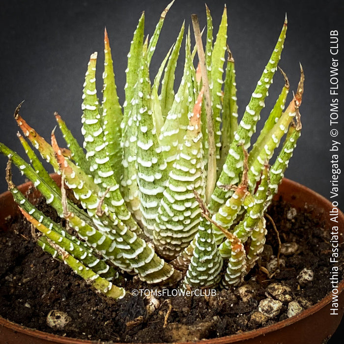 Haworthia Fasciata Albo Variegata, organically grown succulent plants for sale at TOMs FLOWer CLUB.